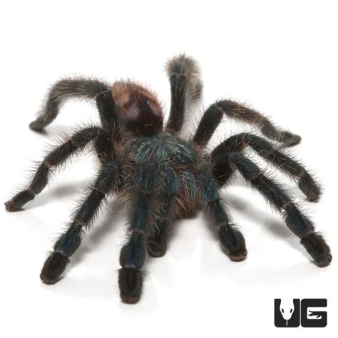 Antilles Pinktoe Tarantulas For Sale - Underground Reptiles