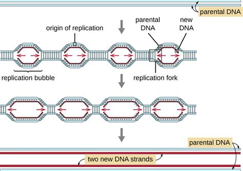 Difference Between Replication Bubble and Replication Fork | Compare the Difference Between ...