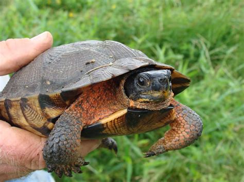 8 Species of Turtles That Live on Land - [A Detailed List]