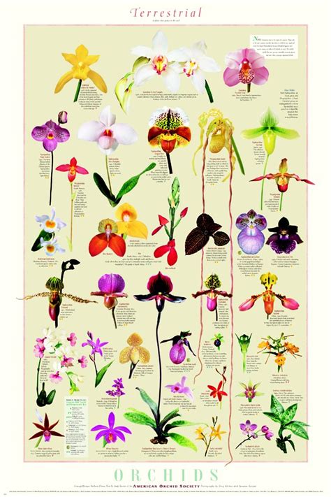 ORCHID POSTERS | Emma Louise Layla