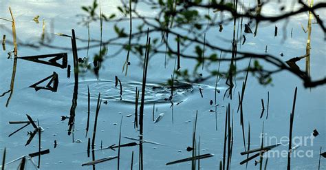 Spawning fish Photograph by Esko Lindell - Fine Art America