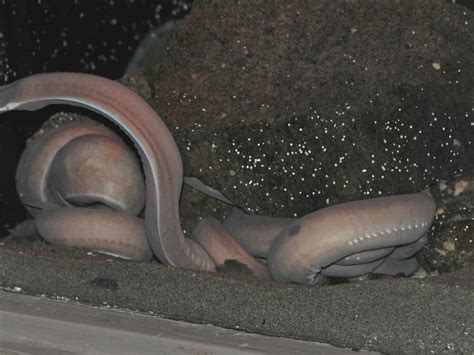 The Online Zoo - Pacific Hagfish