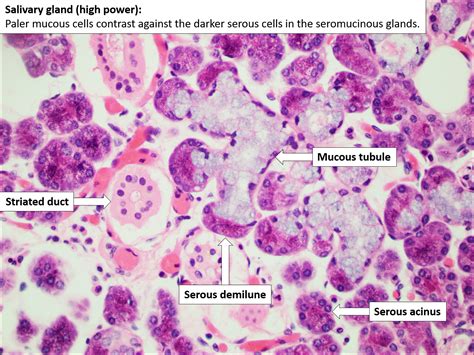 Parotid Histology