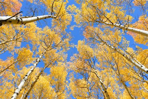 Aspen Tree Fall Foliage Color in Colorado Stock Photo - Image of forest, mountain: 83519648