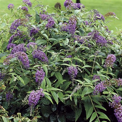 Butterfly Bush: Varieties with Pictures, & How to Care for It