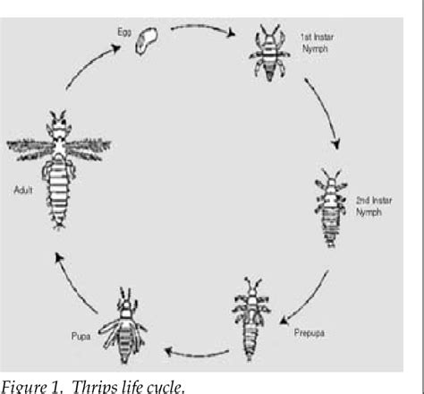 onion thrips life cycle - Lenard Orlando