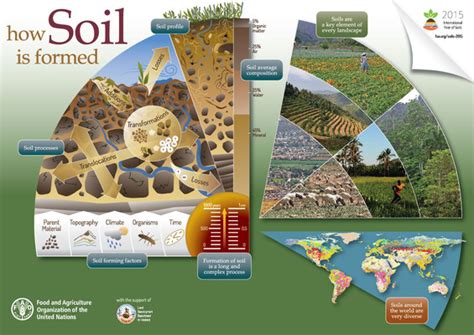 Soil infographics | Global Soil Partnership | Food and Agriculture ...