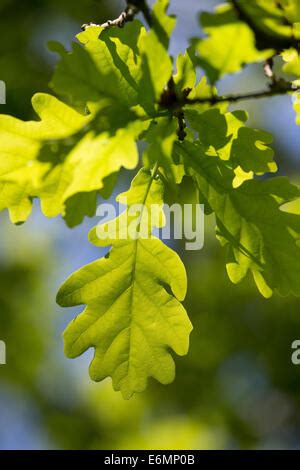 English Oak, oaks, leaf, leaves, Eichenlaub, Eichenblatt, Eichenblätter, Stiel-Eiche, Eichen ...