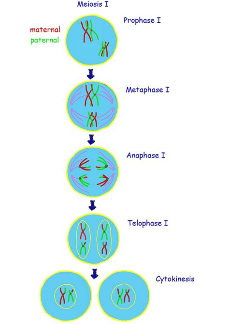 Diagram Of Meiosis - Wiring Diagram