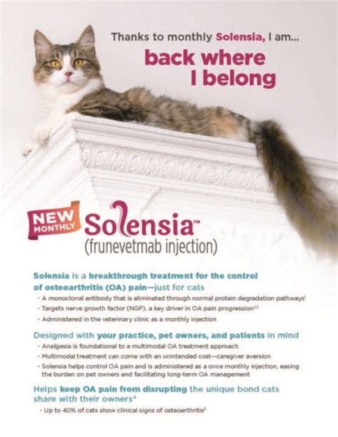 Cat Arthritis Pain With Solensia | Cimarron Animal Hospital
