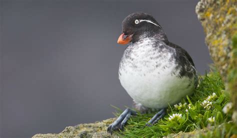 Bering Sea | Audubon Alaska