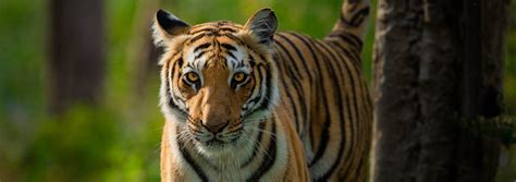 Top 20 Best Tiger Safari India Tours 2023-24: Book Directly