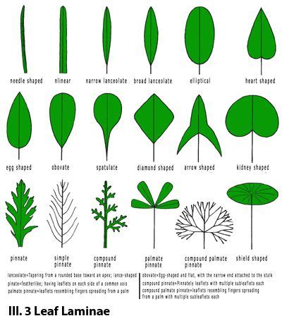 Plant Anatomy Part 2: The Leaf | Thực vật