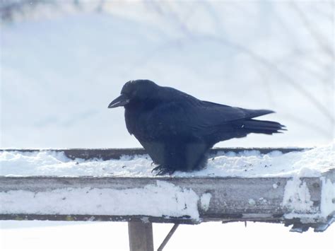 Bev's Nature Blog: Crow Communication