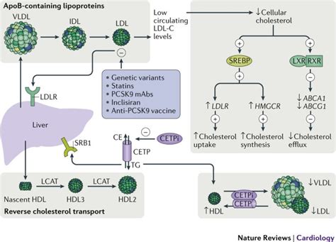 Atherogenic lipoproteins as treatment targets | Nature Reviews Cardiology