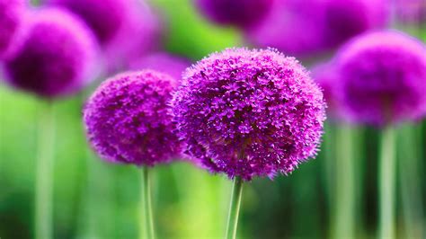 Allium Blossom HD Nature Wallpaper