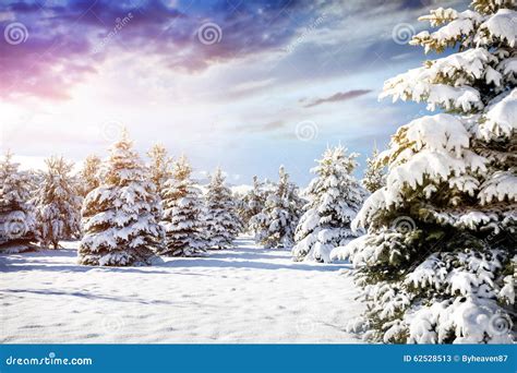 Beautiful Winter Forest Scenery Stock Image - Image of nature, forest: 62528513