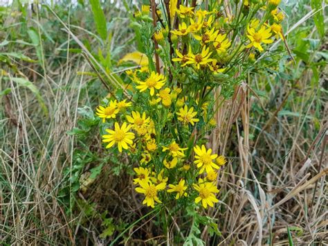 Poisonous Senecio jacobaea stock image. Image of macro - 123523297