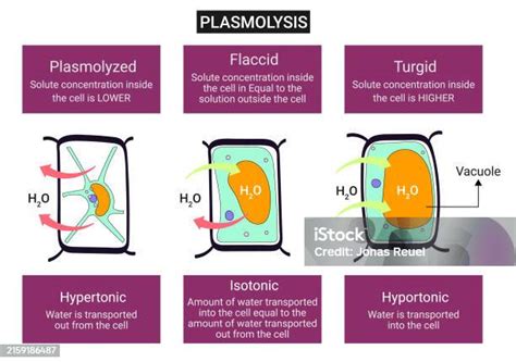 Plasmolysis Is The Process In Which Cells Lose Water In A Hypertonic ...