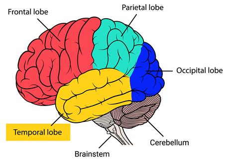 Temporal lobe epilepsy: Diagnosis & Treatment | Nervous System ...