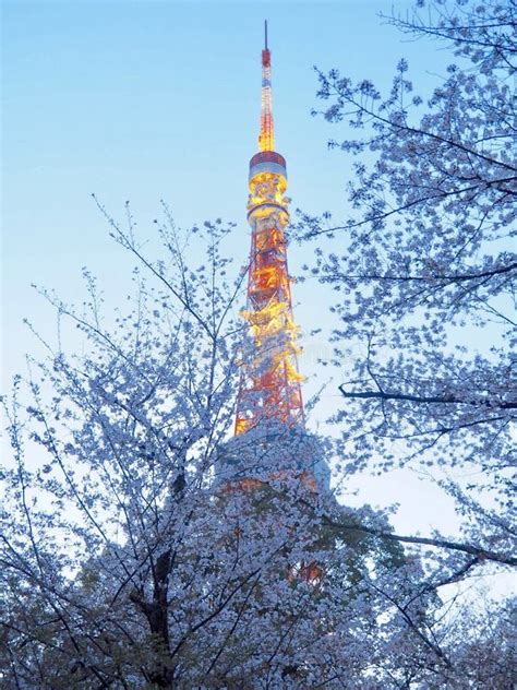 Tokyo Tower with Cherry Blossom Stock Photo - Image of famous, japan ...