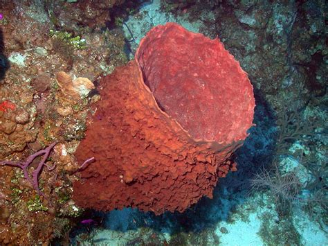 Phylum Porifera – A Student’s Guide to Tropical Marine Biology