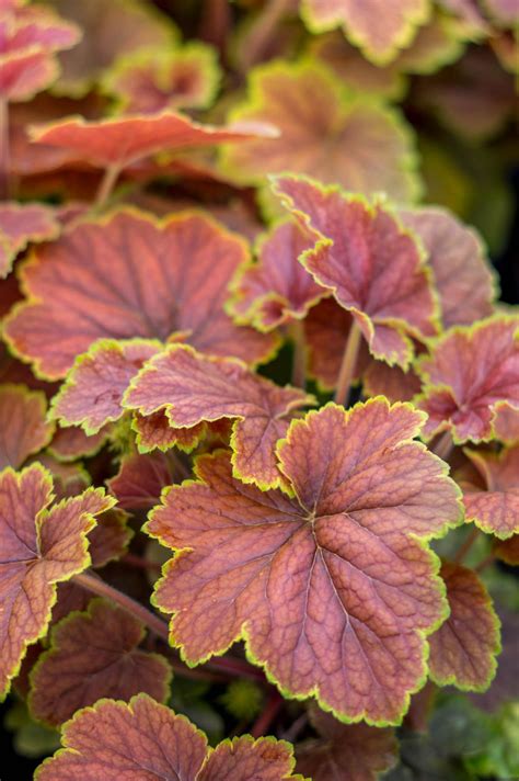 10 Best Heuchera Plants for Sun and Shade