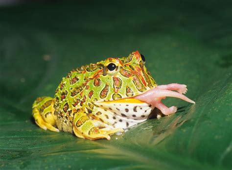 Argentine Horned Frog Facts and Pictures | Amphibian Fact