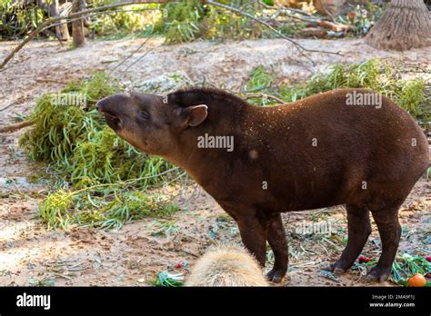 Live tapir in the forest habitat Stock Photo - Alamy