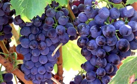 Pin on Wine grape varieties in Spain