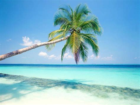 Palm Tree Beach Wallpapers - Top Free Palm Tree Beach Backgrounds - WallpaperAccess