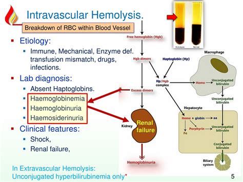 Types Of Intravascular Hemolysis at elizabethemayo blog