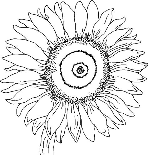 Free Sunflower Coloring Page, Download Free Sunflower Coloring Page png ...