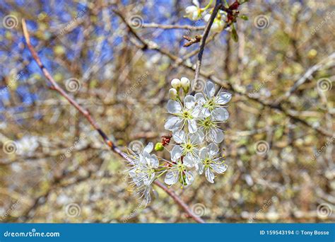 Chickasaw Plum Flowers stock photo. Image of flowers - 159543194