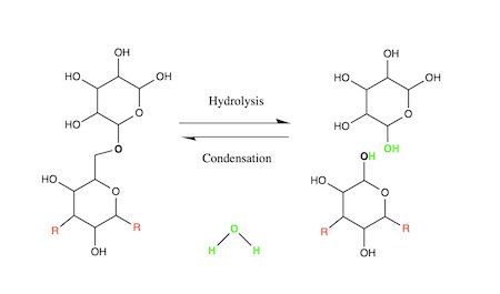 Dehydration Reaction Diagram