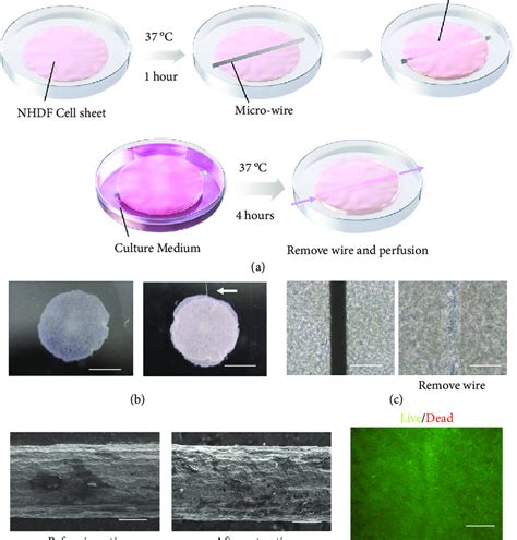 Creation of lumen structures in layered cell sheets. (a) Illustration... | Download Scientific ...