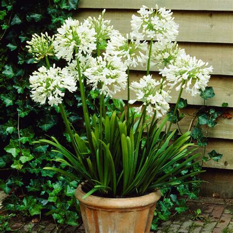 White Agapanthus Plants for Sale | FastGrowingTrees.com