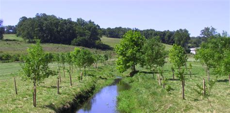 Mini-guide to Types of Riparian Buffers | James River Association