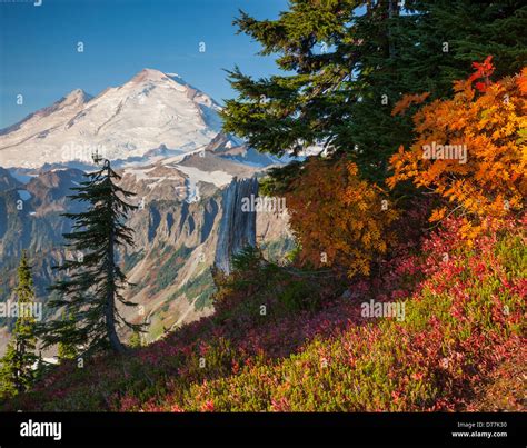 Mount Baker-Snoqualmie National Forest, WA: Mount Baker from Artists ...