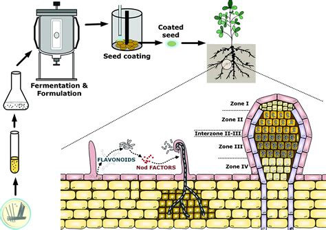 Rhizobia Bacteria Inoculant