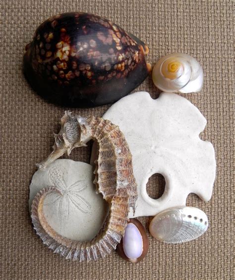 Summerland Cottage Studio: Collecting Seashells