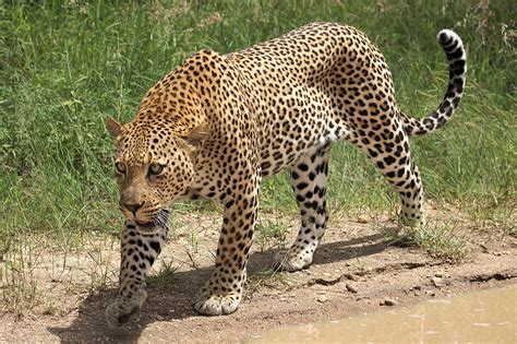 File:African leopard, Panthera pardus pardus, near Lake Panic, Kruger National Park, South ...