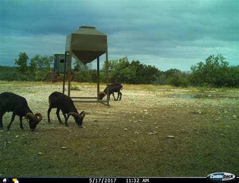 Texas Hunting Ranch 194