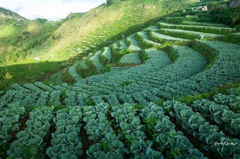 Vegetable terraces in Benguet, Philippines | Farm entrance, Luzon, Landscape