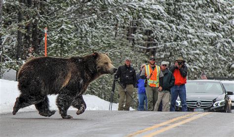 Yellowstone Wildlife Hotspots | Natural Atlas