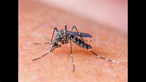 Dengue fears: Mosquito larvae found in city areas, govt machinery, hosps get active - Hindustan ...