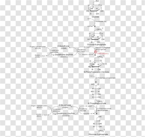 Glucose 6-phosphate Glucose-6-phosphate Dehydrogenase Deficiency ...