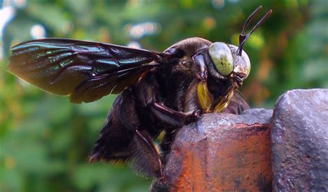 This huge black bee is a gentle giant