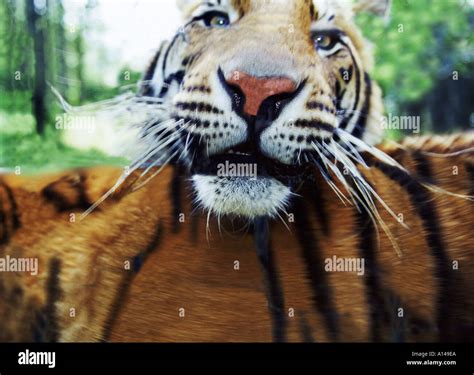 Tiger jumping up Stock Photo, Royalty Free Image: 84458 - Alamy