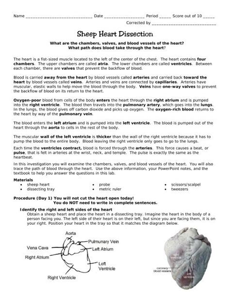 ️ Sheep heart dissection. Sheep Heart Dissection Lesson Plan. 2019-01-26